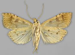 Attēlu rezultāti vaicājumam “Udea fulvalis”