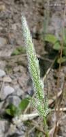 Attēlu rezultāti vaicājumam “Phleum phleoides fruit”