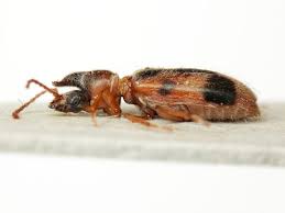 Attēlu rezultāti vaicājumam “Notoxus monoceros”