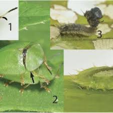 Attēlu rezultāti vaicājumam “Microcalicium disseminatum”
