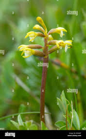 Attēlu rezultāti vaicājumam “Corallorhiza trifida flower”