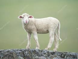 Attēlu rezultāti vaicājumam “Ovis aries juvenile”