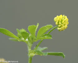 Attēlu rezultāti vaicājumam “Medicago lupulina bud”