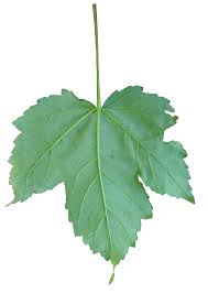 Attēlu rezultāti vaicājumam “Acer pseudoplatanus fo. purpurascens leaf”