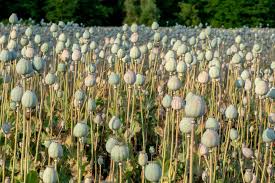 Image result for Papaver somniferum White Cloud