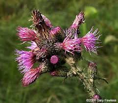Attēlu rezultāti vaicājumam “Cirsium palustre leaf”