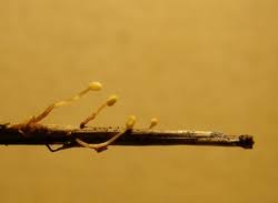 Attēlu rezultāti vaicājumam “Heyderia pusilla”