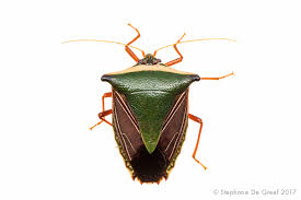 Attēlu rezultāti vaicājumam “Pentatomidae”