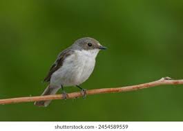 Attēlu rezultāti vaicājumam “Ficedula hypoleuca female”