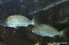 Image result for Leiostomus xanthurus
