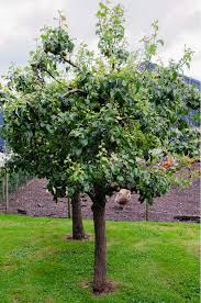 Attēlu rezultāti vaicājumam “Pyrus communis”