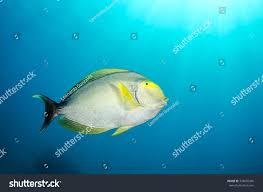 Image result for Acanthurus xanthopterus