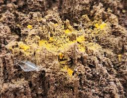 Attēlu rezultāti vaicājumam “Oligonema favogineum young”