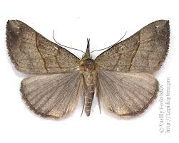 Attēlu rezultāti vaicājumam “Hypena proboscidalis”