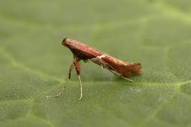 Attēlu rezultāti vaicājumam “Caloptilia stigmatella”