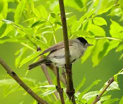 Attēlu rezultāti vaicājumam “Sylvia atricapilla male”
