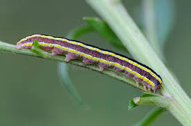 Attēlu rezultāti vaicājumam “Ceramica pisi larva”