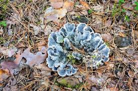 Attēlu rezultāti vaicājumam “Peltigera polydactylon”