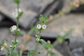 Attēlu rezultāti vaicājumam “Elatinaceae”