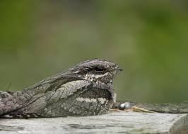 Attēlu rezultāti vaicājumam “Caprimulgus europaeus nest”