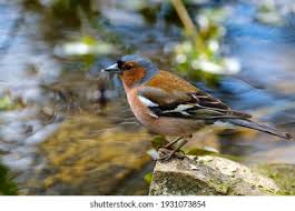 Attēlu rezultāti vaicājumam “Pyrrhula pyrrhula male”