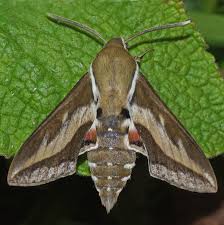 Attēlu rezultāti vaicājumam “Hyles gallii”