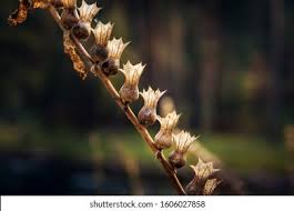 Attēlu rezultāti vaicājumam “Hyoscyamus niger fruit”