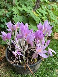 Attēlu rezultāti vaicājumam “Colchicum autumnale flower”