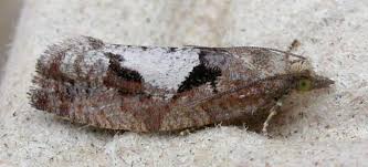 Attēlu rezultāti vaicājumam “Epinotia brunnichana”