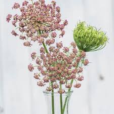 Image result for Daucus carota