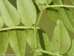 Attēlu rezultāti vaicājumam “Vicia sepium fruit”