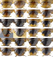 Attēlu rezultāti vaicājumam “Enochrus affinis”