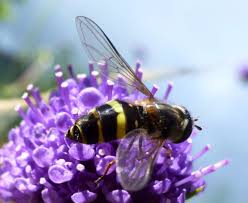 Attēlu rezultāti vaicājumam “Dasysyrphus tricinctus”