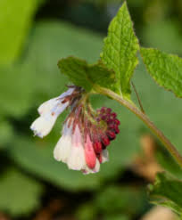 Attēlu rezultāti vaicājumam “Symphytum grandiflorum”