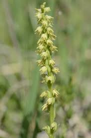 Attēlu rezultāti vaicājumam “Herminium monorchis flower”