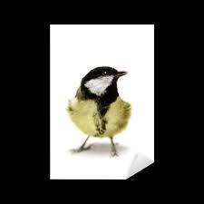 Attēlu rezultāti vaicājumam “Parus major female”