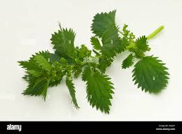 Attēlu rezultāti vaicājumam “Urtica urens”