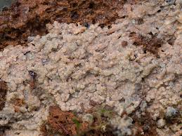 Attēlu rezultāti vaicājumam “Phlebia serialis”