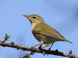 Image result for Phylloscopus borealis