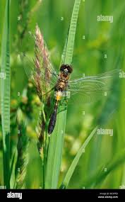 Attēlu rezultāti vaicājumam “Leucorrhinia caudalis”