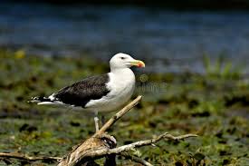 Attēlu rezultāti vaicājumam “Larus marinus”