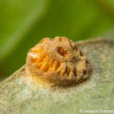 Attēlu rezultāti vaicājumam “Pucciniales”