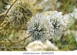 Image result for Echinops spaerocephalus