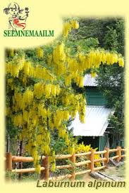 Attēlu rezultāti vaicājumam “Laburnum alpinum”