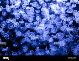 Attēlu rezultāti vaicājumam “Aurelia aurita”