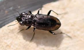 Attēlu rezultāti vaicājumam “Notiophilus germinyi”