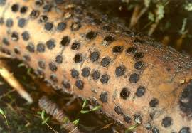 Attēlu rezultāti vaicājumam “Diatrype disciformis”