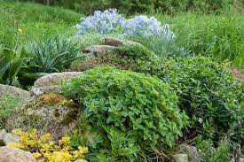 Image result for Origanum vulgare