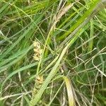 Attēlu rezultāti vaicājumam “Carex panicea flower”