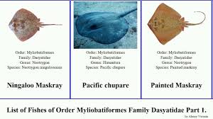 Image result for Megatrygon microps